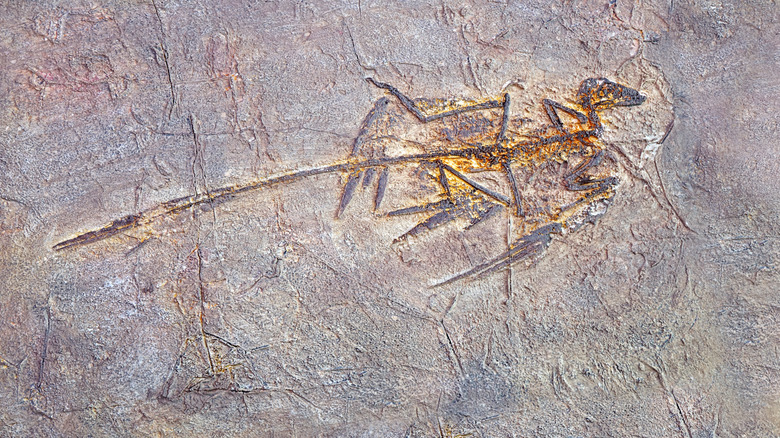 Microraptor fossil