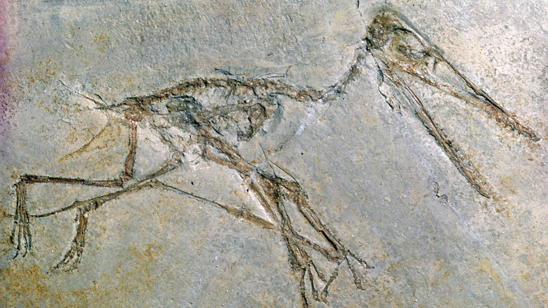 Pterodactyl fossil