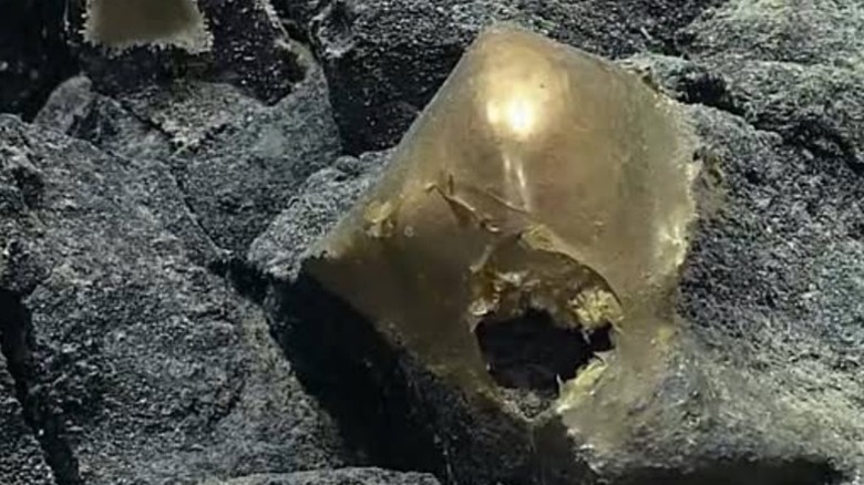 Close up of strange unidentified golden orb captured by NOAA Ocean Exploration