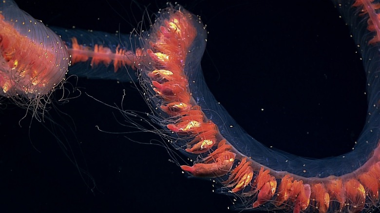 Close up of giant siphonophore in Pacific ocean