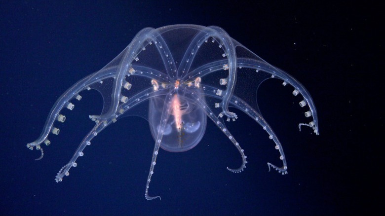 Rare photo of a glass octopus, captured by Schmidt Ocean Institute