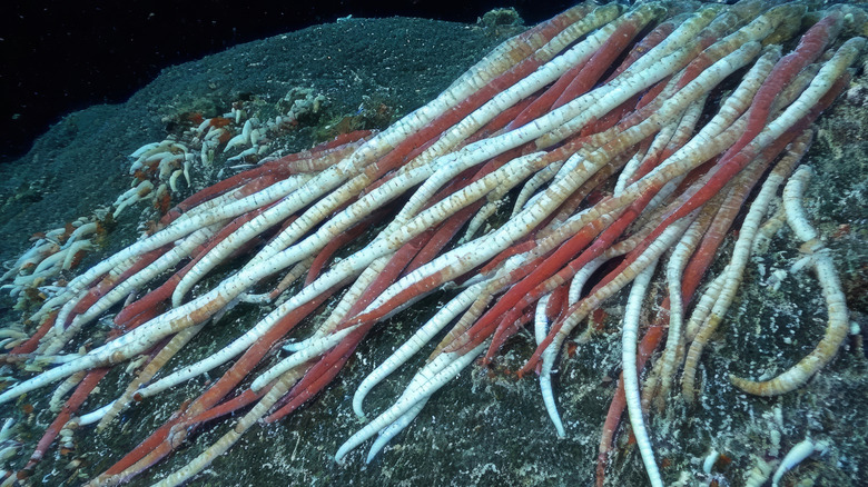 Collection of giant tube worms near a hydrothermal vent