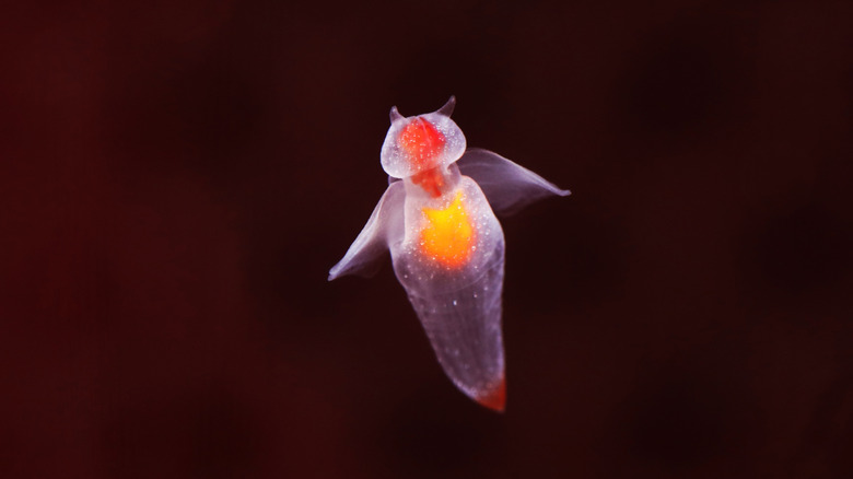 Close up of sea angel (Clione limacina)
