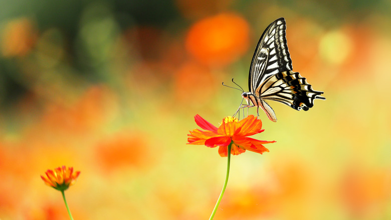 Butterfly feeding from orange flower