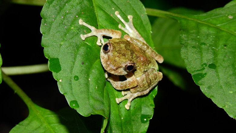 Eiffinger's tree frog on green leaf