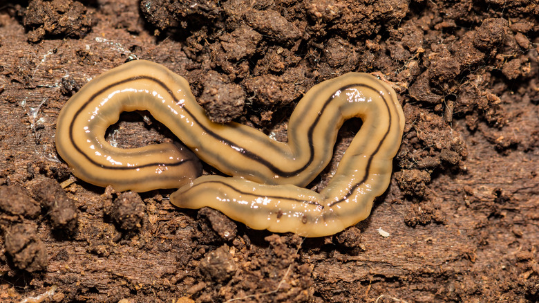 A flatworm in soil