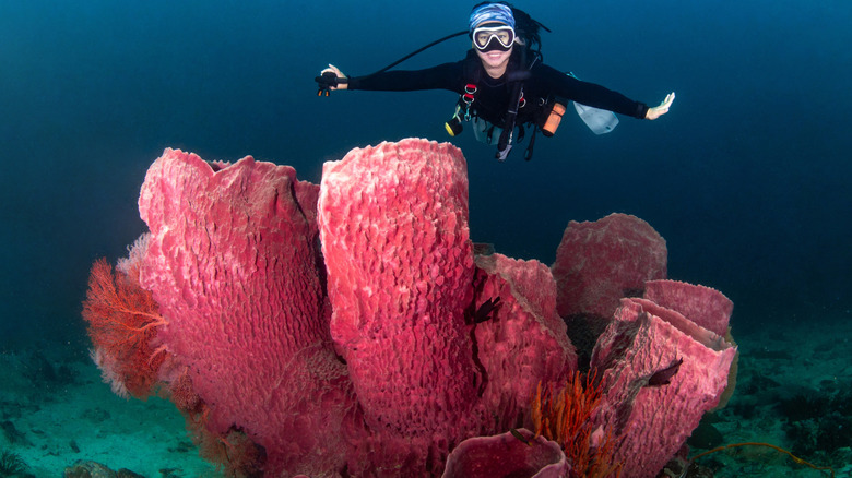 Person scuba diving by giant sea sponge