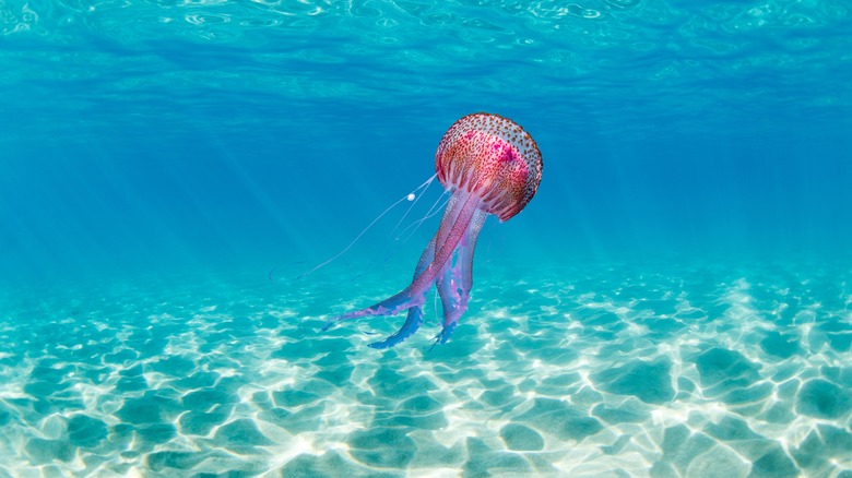 A jellyfish in the ocean