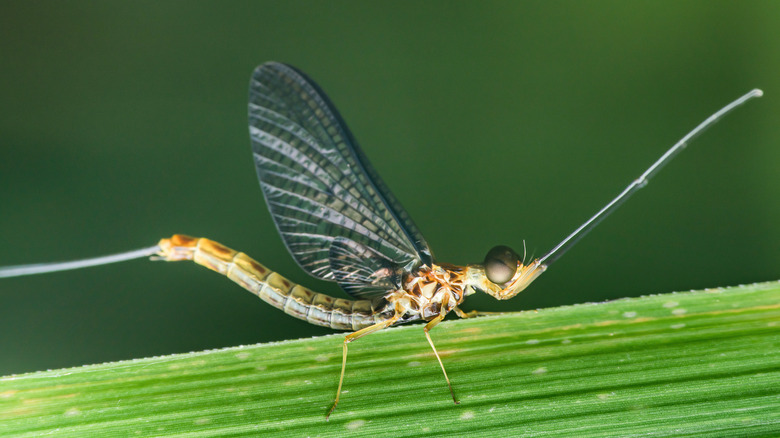 Mayfly on a green leaf
