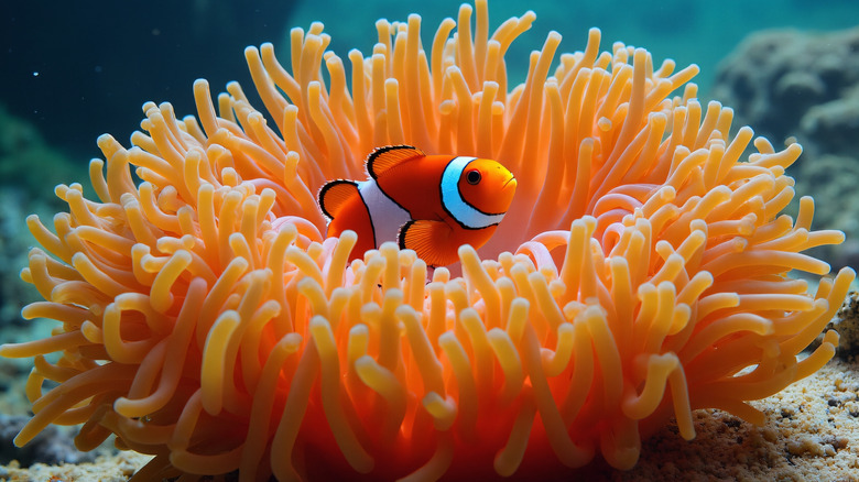 A clownfish hiding in a sea anemone