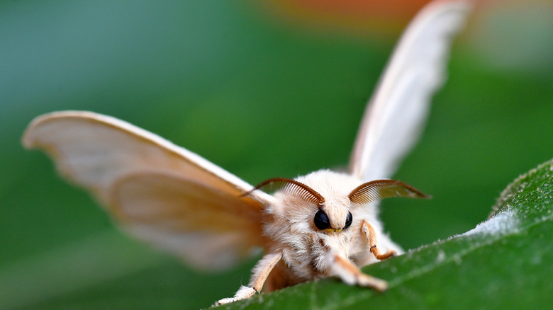 Silk moth on a green leaf