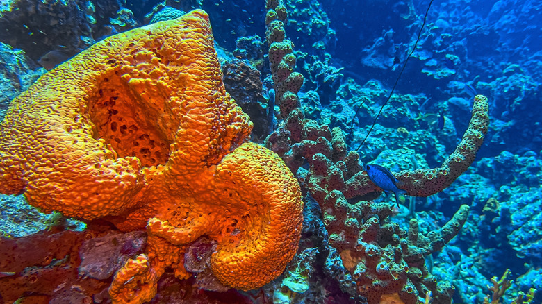 Orange elephant sea sponge in the ocean