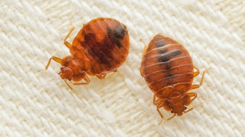 Two bed bugs on a white cloth