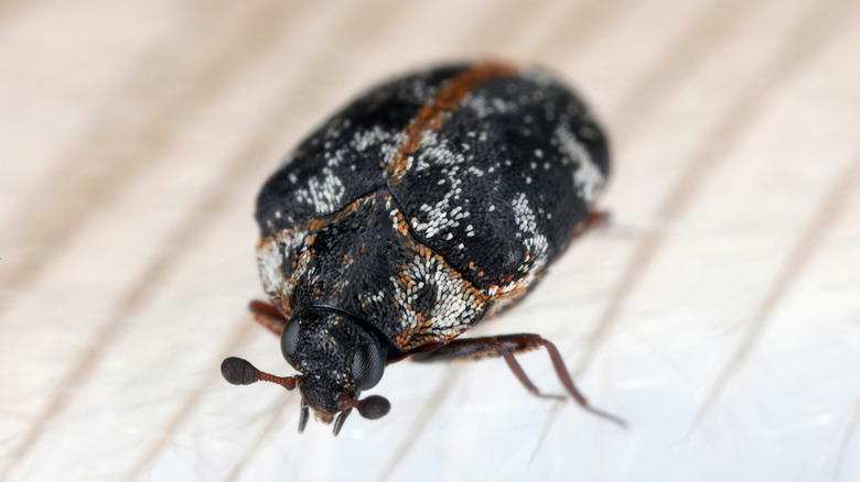 Close up of common carpet beetle