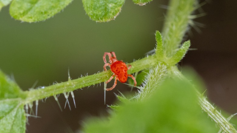 Clover mite (Bryobia praetiosa) crawling across a green plant