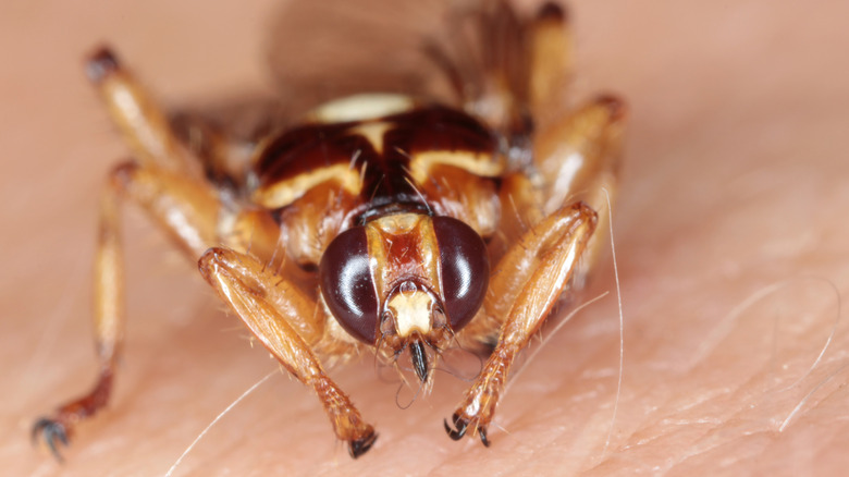 Deer ked (Lipoptena cervi) on human skin