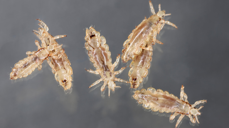 Close up of mutliple head lice (Pediculus humanus capitis)