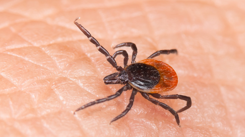 Close up of deer tick on human skin