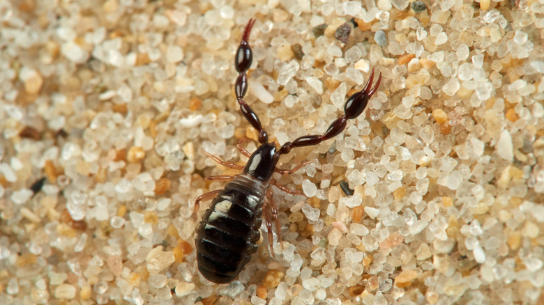 A close up of a pseudoscorpion on the sand