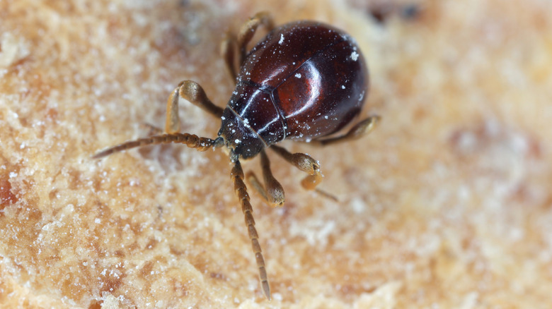Close up of spider beetle