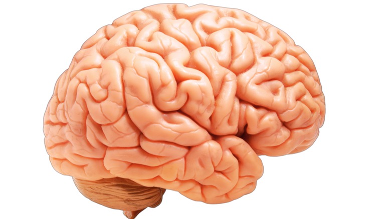 Close up of the human brain on a white background