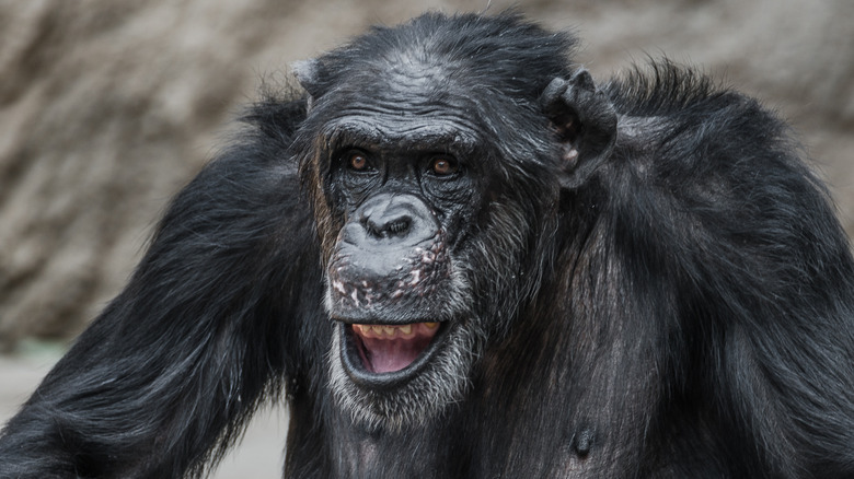 Close up of chimpanzee face