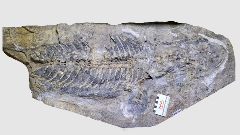 The fossil of A. supinatus, a large rock with impression of a salamander-like creature