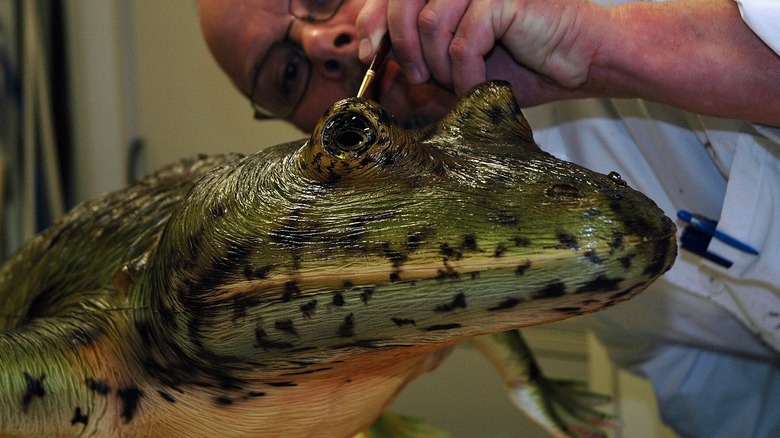 Man working on a life-size reconstruction of a Temnospondyli, a large frog-like creature