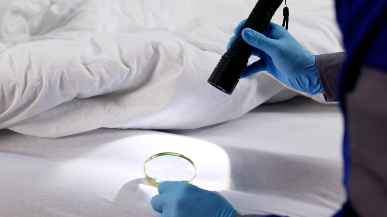 Man wearing blue gloves searching for bed bugs on a mattress with a flashlight and magnifying glass