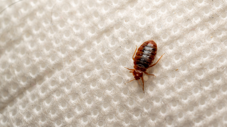 A single bed bug on a mattress