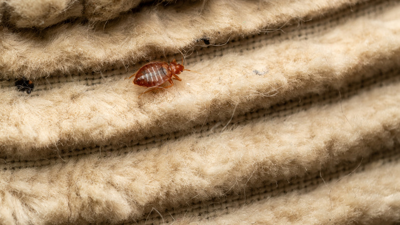 Closeup of bed bug on fabric