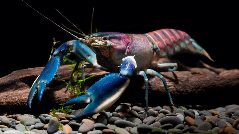 Hoa Creek crayfish