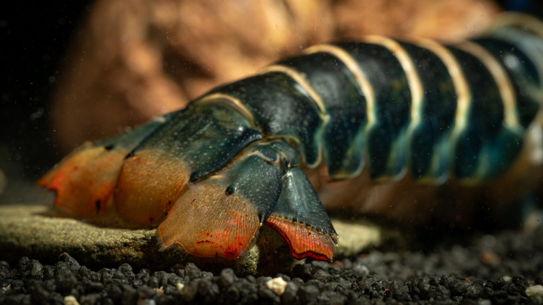 blue crayfish subtype tail