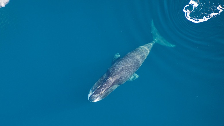 A bowhead whale swims through blue water toward ice