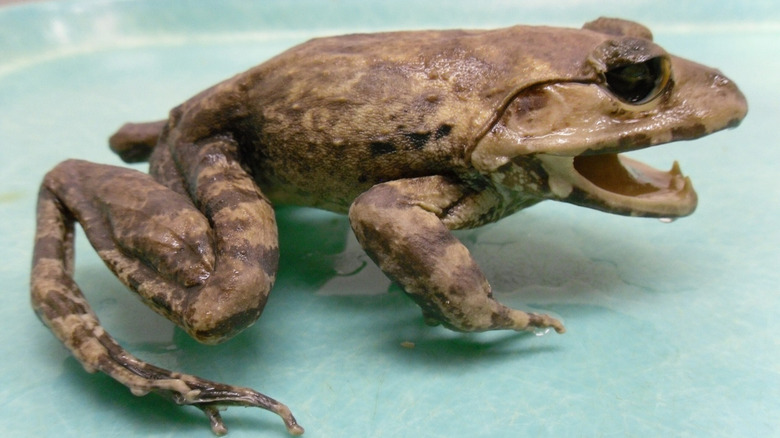 Close-up of a Limnonectes frog