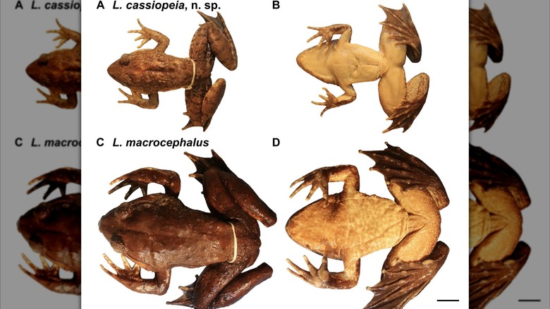 Top-down, comparison view of Limnonectes cassiopeia (top) and Limnonectes macrocephalus (bottom)