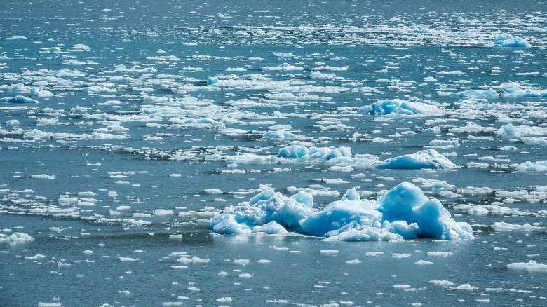 Icebergs in Glacier Bay