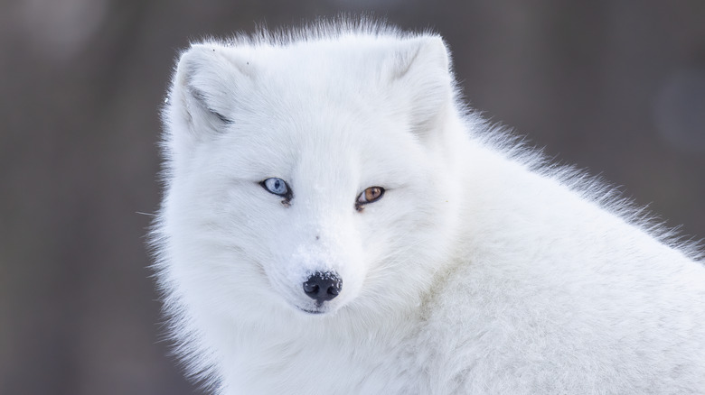 A portrait of an arctic fox