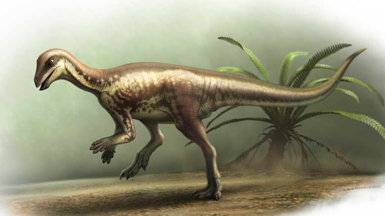 Illustration of Enigmacursor dinosaur