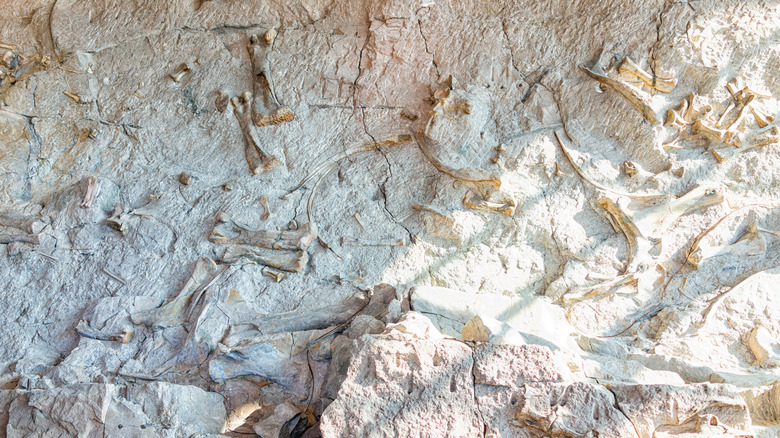 Morrison Formation fossils