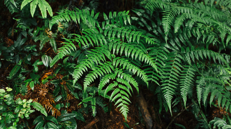 ferns in moist forest environment