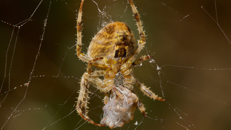 Spider eating prey wrapped in its webbing