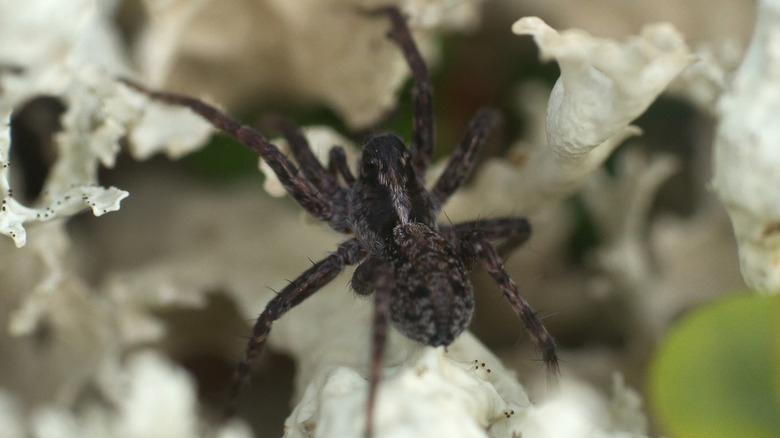 Black wolf spider in Northern Europe's Arctic Circle
