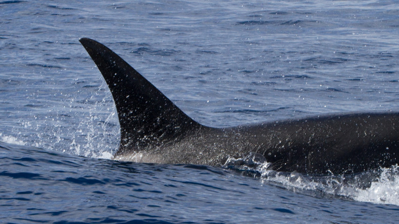 The caudal fin of a Type D killer whale moving through the ocean.