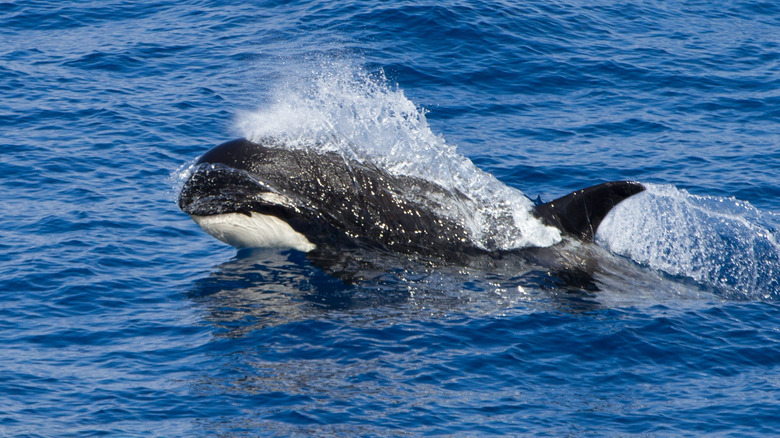 A Type D killer whale swimming in the ocean.