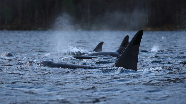 A group of killer whales.