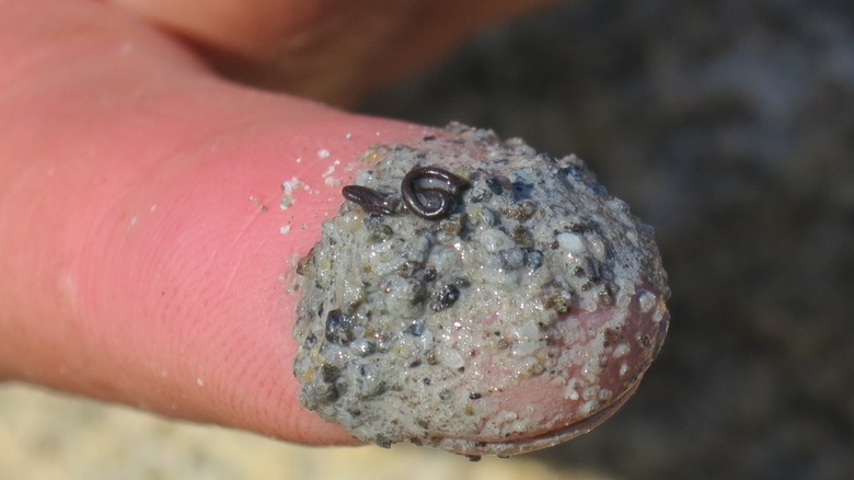 A true ice worm (Mesenchytraeus solifugus) on a finger