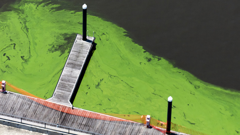 Algal bloom near dock on Lake Okeechobee