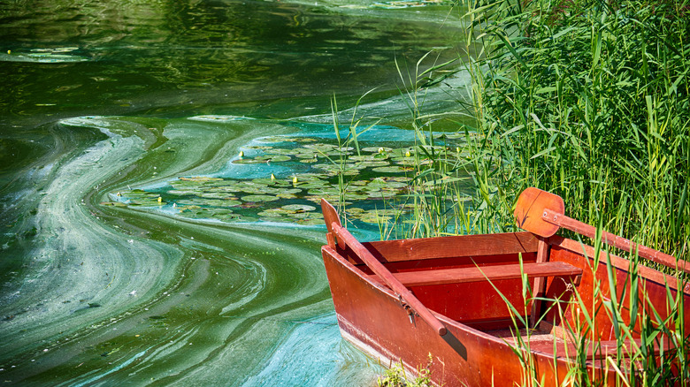 Red boat surrounded by green algae on lake