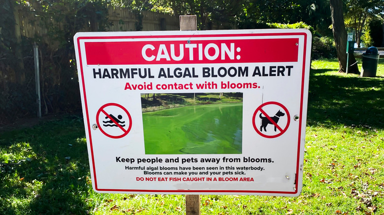 A sign warning about toxic algal blooms